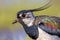 Sideview portrait of Northern lapwing with detailed wing