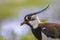 Sideview portrait of Northern lapwing with feather detailed wing