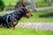 Sideview portrait photo of beautiful long-haired dachshund dog