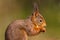 Sideview portrait of red squirrel on green background