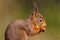 Sideview portrait of red squirrel on green background