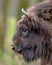Sideview portrait of Wisent bull