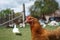 Sideview potrait of a brown hen