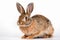 Sideview of an Rabbit that looks away on White Background