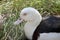 This is a sideview of a radjah shelduck