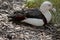 This is a sideview of a radjah shelduck