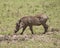 Sideview of s single warthog walking with head down