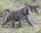 Sideview of an single adult baboon walking in grass