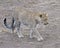 Sideview of a single adult Leopard walking in dirt looking forward