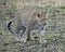 Sideview of a single adult Leopard walking in grass looking forward