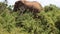 Sideview of single elephant wading through thicket. High green thorny bushes. Safari park, South Africa