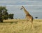 Sideview of single giraffe walking away in grass with blue cloudy sky in the background