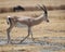 Sideview of single Grant`s Gazelle walking