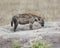 Sideview of a single hyena standing on a rock