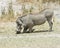 Sideview of a single warthog eating grass kneeling on both front knees