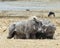 Sideview of a single warthog rubbing his side on a large rock