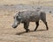 Sideview of a single warthog walking in short grass