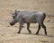 Sideview of a single warthog walking in short grass