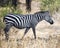 Sideview single Zebra