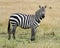 Sideview of single zebra standing in grass with head raised