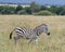 Sideview of single zebra walking in grass with head raised