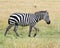 Sideview of single zebra walking in grass with head raised