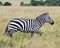 Sideview of single zebra walking in grass with head raised