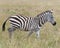 Sideview of single zebra walking in grass with head raised