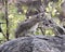 Sideview of Southern Tree Hyrax on a rock looking forward