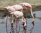 Sideview of three Flamingos standing in water with beaks down in the water