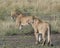 Sideview of two overlapping lionesses standing in grass