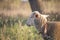 Sideview of white sheep face looking disinterested and bored. Dirty white sheep on a leash. Shallow depth of field.