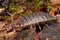 Sideview of a woodlouse