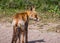 Sideview of a young fox in late summer