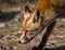 Sideview of a young fox in late summer