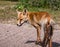 Sideview of a young fox in late summer