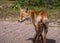 Sideview of a young fox in late summer