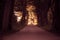 Sidewalk alley path with trees in park.