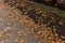 Sidewalk bordered by dark dirt planter, wood retaining border, all covered in orange and brown oak leaves, suburban fall season