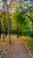 Sidewalk covered with fallen leaves