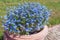 Sidewalk decorated with earthenware pot filled with blue flowers