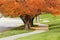 Sidewalk with flowering pear trees