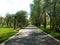 Sidewalk lined up with beautiful tall trees