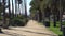 Sidewalk in a park near Santa Monica Beach. Alley with Tall Californian palm trees on sunny day. USA