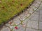 Sidewalk pattern with a cobblestones and grass lawn