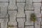 Sidewalk Tile Concrete Stone Rough Grey Texture Weed Outdoors