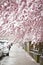A sidewalk under branches of japanese flowering cherry trees with light pastel pink blossoms with white snow