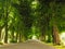 Sidewalk walking pavement in park. nature landscape.