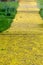 Sidewalks covered in fallen maple flowers.