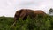 Sideway tracking of African elephant walking between green thorny bushes. Majestic animal in wildlife. Safari park